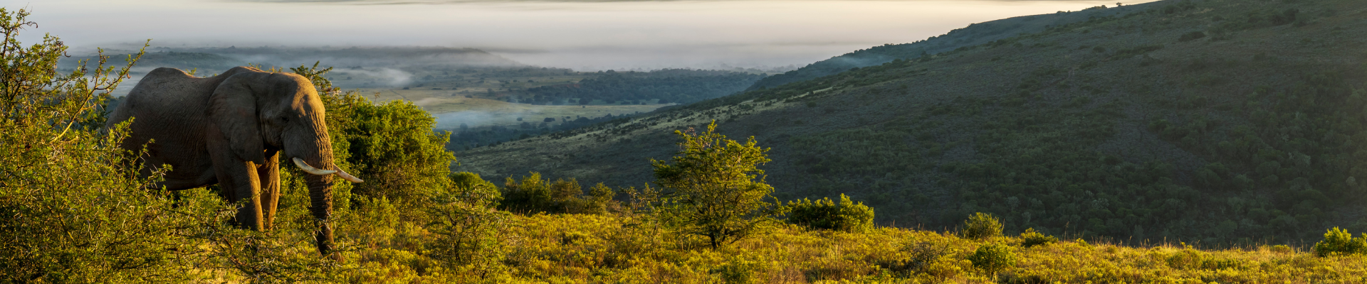 A lone Addo elephant stands amidst lush green vegetation on a gently sloping hillside, with misty clouds rolling over a distant valley under a soft, golden sky.